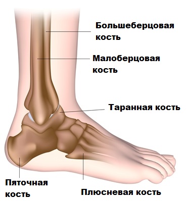 Ахиллесова Сухожилия Где Находится Фото